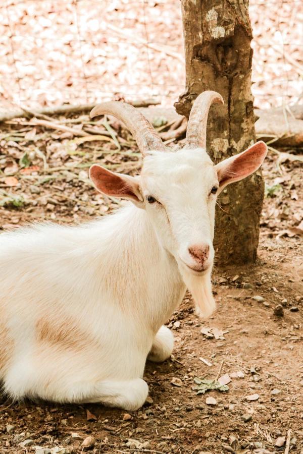 Finca Los Caballos มอนเตซูมา ภายนอก รูปภาพ