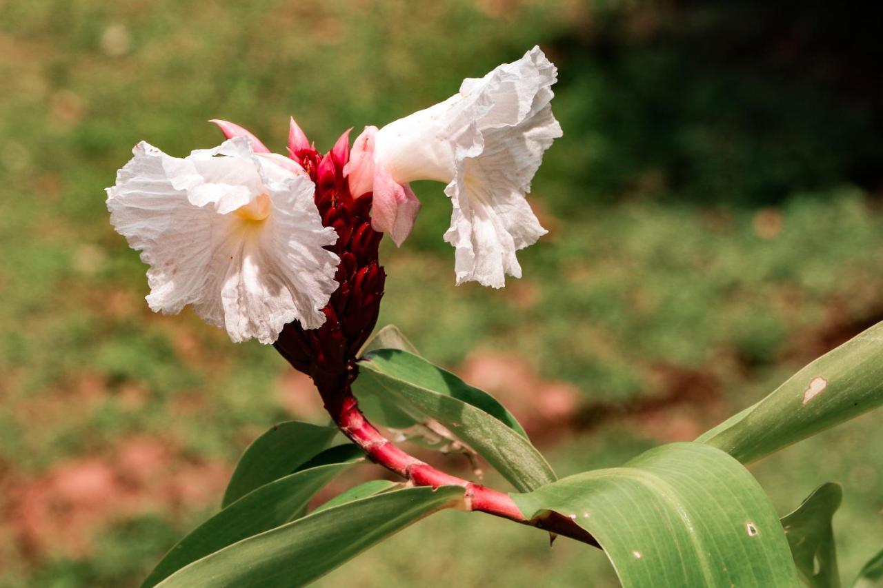 Finca Los Caballos มอนเตซูมา ภายนอก รูปภาพ