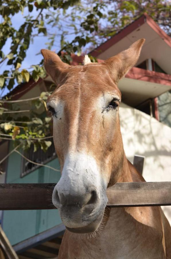 Finca Los Caballos มอนเตซูมา ภายนอก รูปภาพ